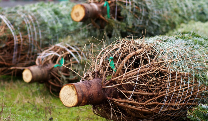 cut trees